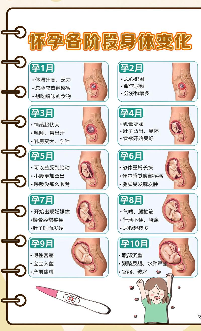 揭秘供卵代孕妈妈怀孕小腹分两节，孕期变化的奥秘兴安代生机构: